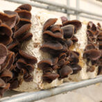 生きくらげ-菌床