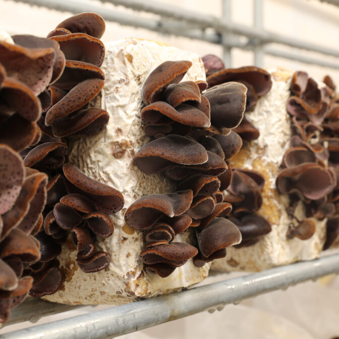 生きくらげ-菌床