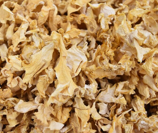 乾燥　ハナビラ茸