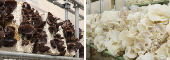 こだわりの純国産 生きくらげ 特集